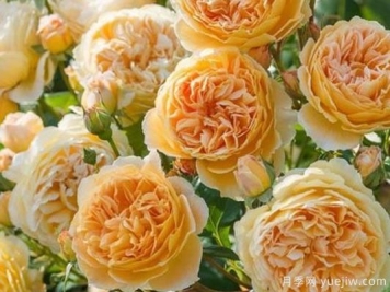 大花香水月季的养护方法，分享10种花香飘满屋
