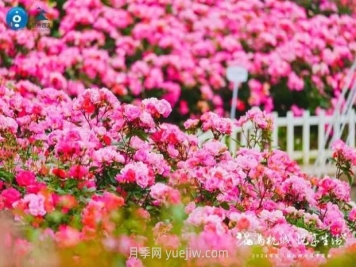 2024年第二届杭州市月季花展举办，赏500万株月季