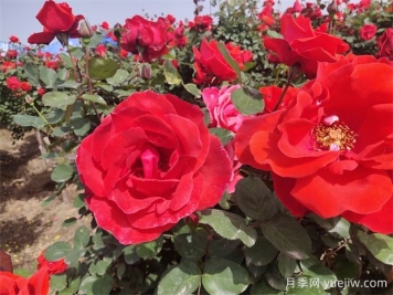 月季、玫瑰、蔷薇分别是什么？如何区别？