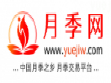 中国上海龙凤419，月季品种介绍和养护知识分享专业网站